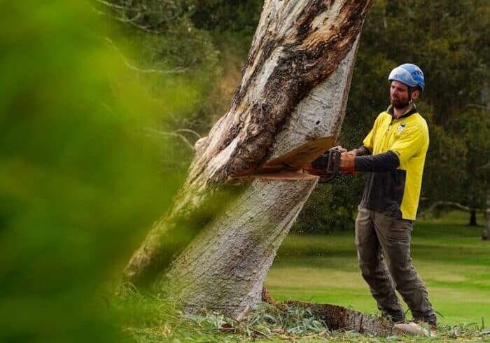 Tree Services in Gordon