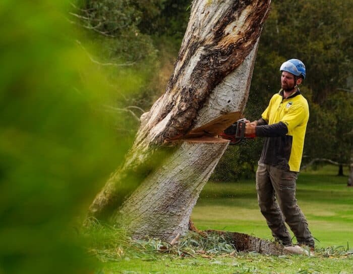Tree Services in Gordon