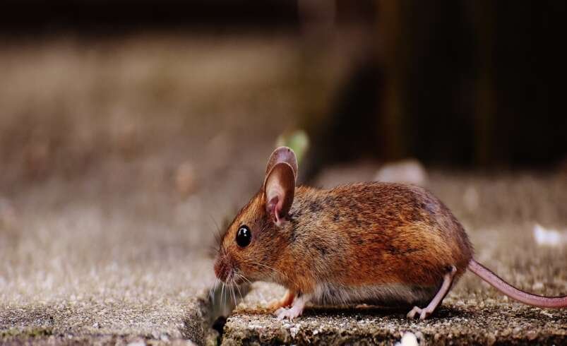 Rodent Control Canberra