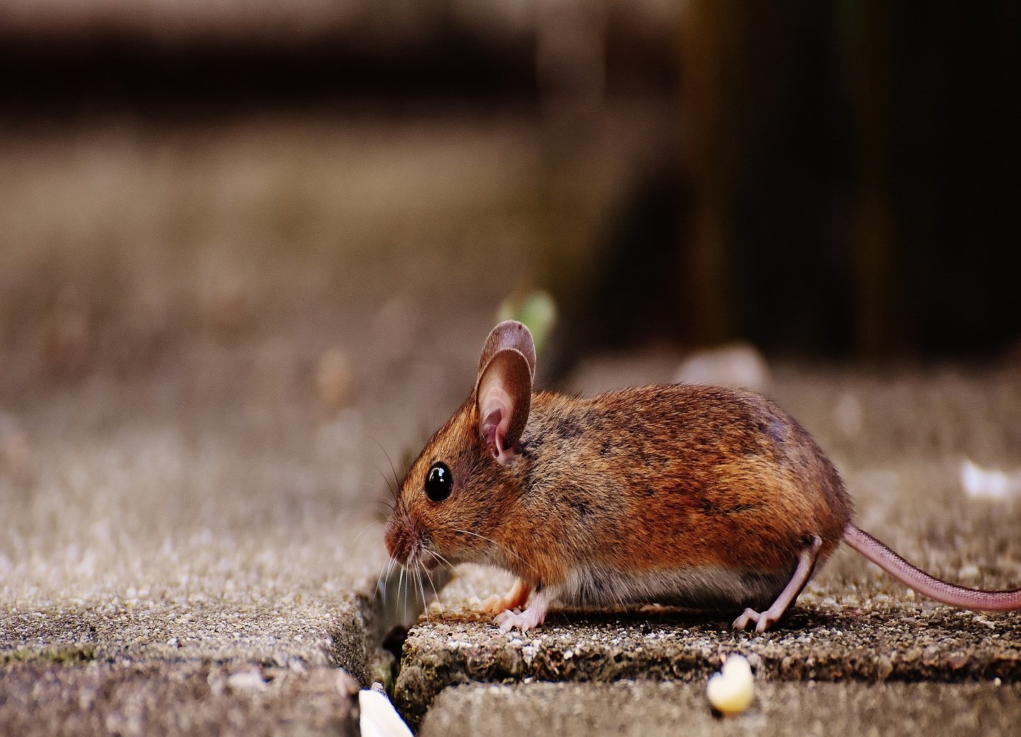 Rodent Control Canberra