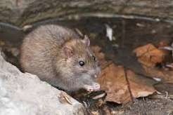 Exterminator Near Me Complete Guide to Finding Reliable Pest Control Services