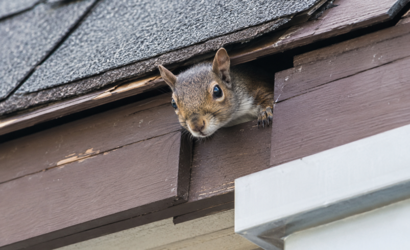 Why One Small Gap Lets Squirrels Into Your Attic