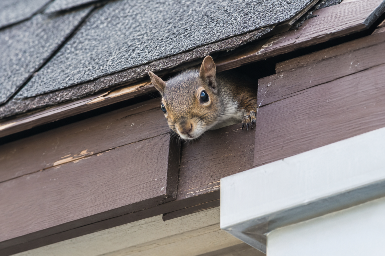 Why One Small Gap Lets Squirrels Into Your Attic
