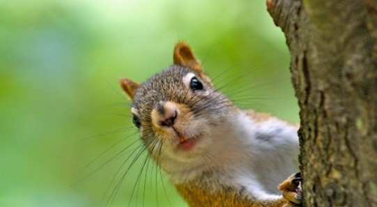 Seasonal Changes That Can Increase Wildlife Activity