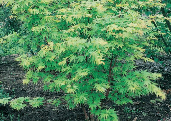 A Guide to Growing Acer Palmatum Senkaki, the Beautiful Coral Bark Maple