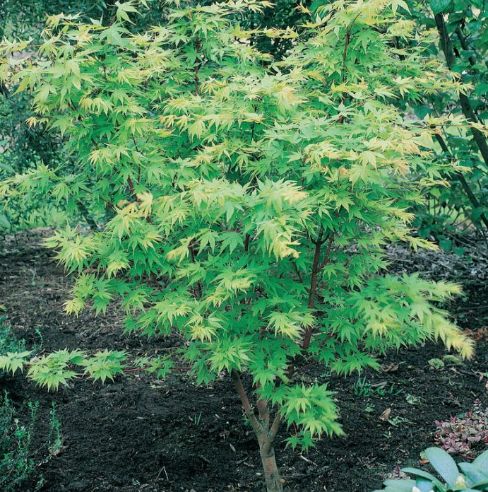 A Guide to Growing Acer Palmatum Senkaki, the Beautiful Coral Bark Maple