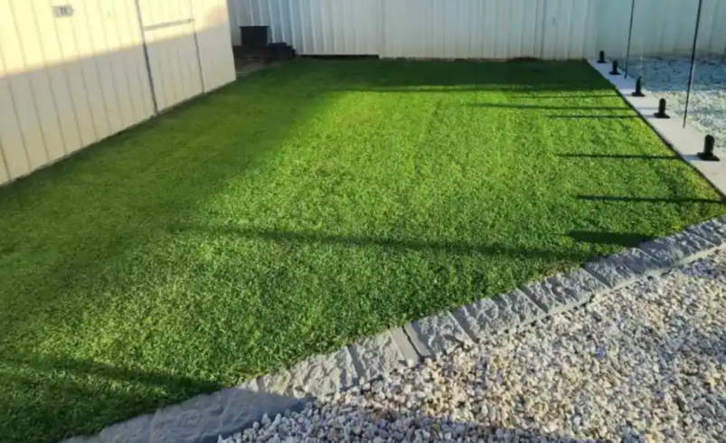 Tiftuf Bermuda Sydney Turf
