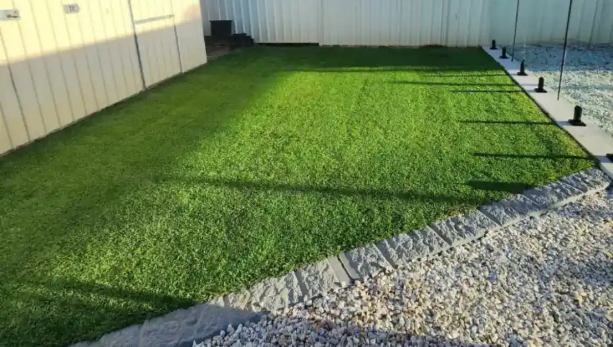 Tiftuf Bermuda Sydney Turf