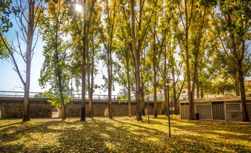 Best Shade Trees for UAE Gardens