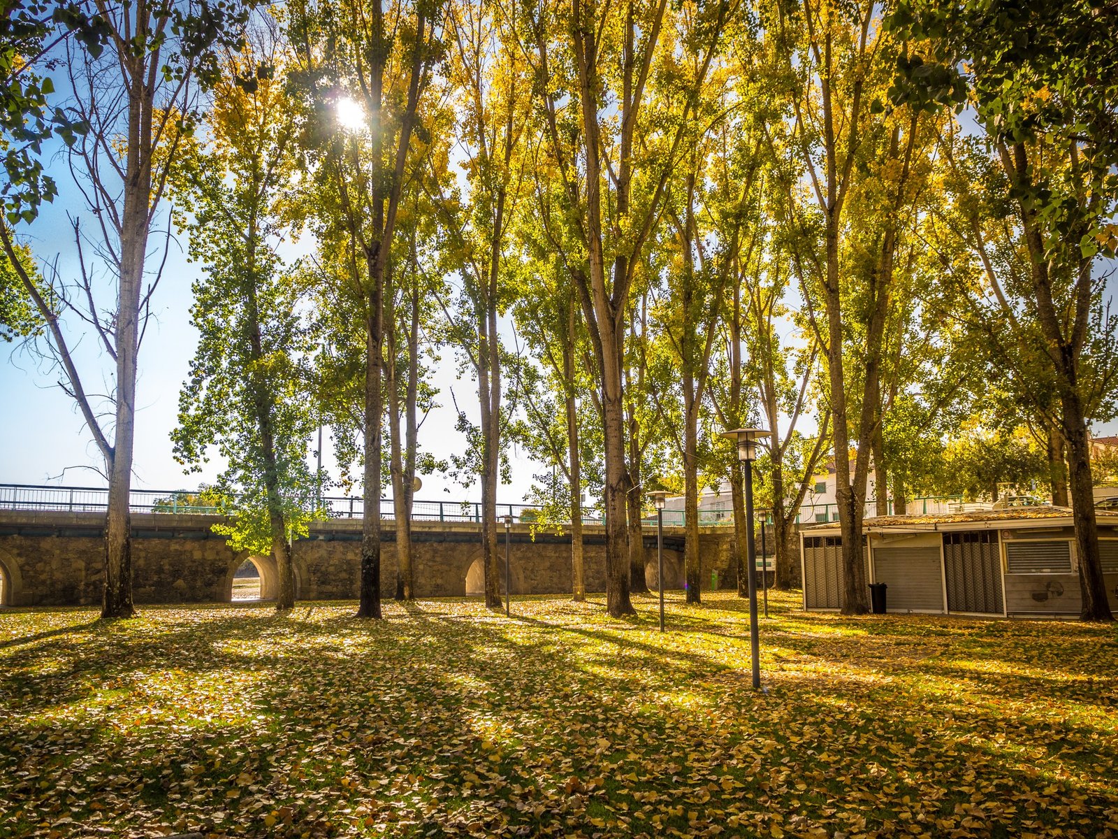 Best Shade Trees for UAE Gardens