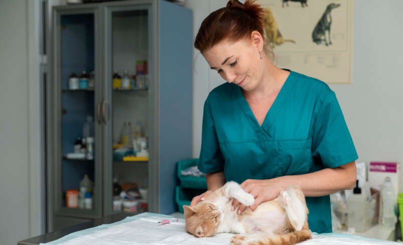 What Is the Best Age to Spay a Cat?