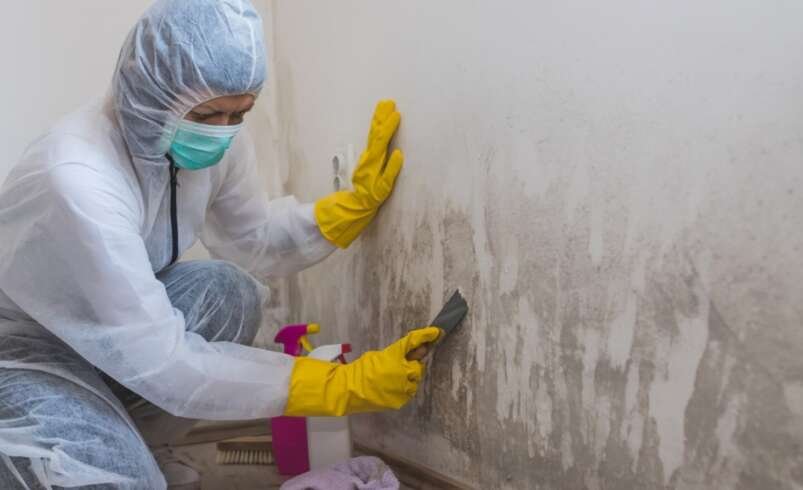 Mold Remediation and Mitigation in Evans, GA: What to Know