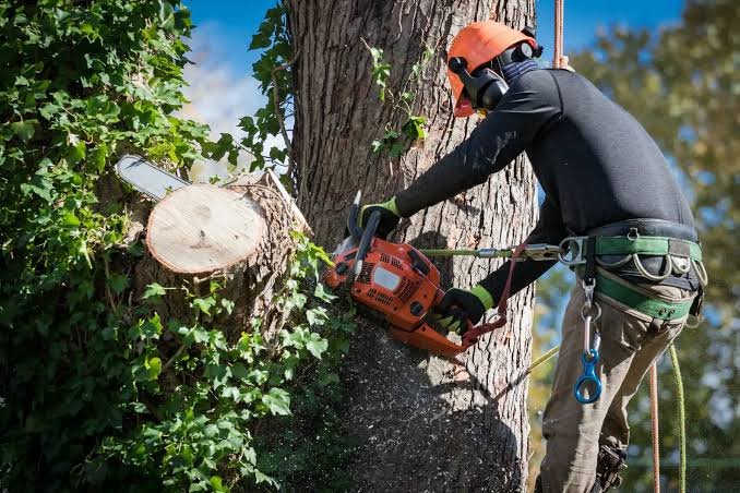 Salas Services: Tree Stump Grinding Service in Colleyville TX for Cleaner Landscapes